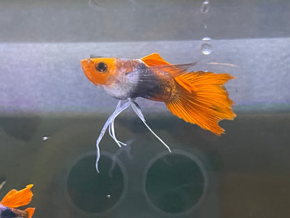 Black Koi Ribbon Butterfly Ears Guppy