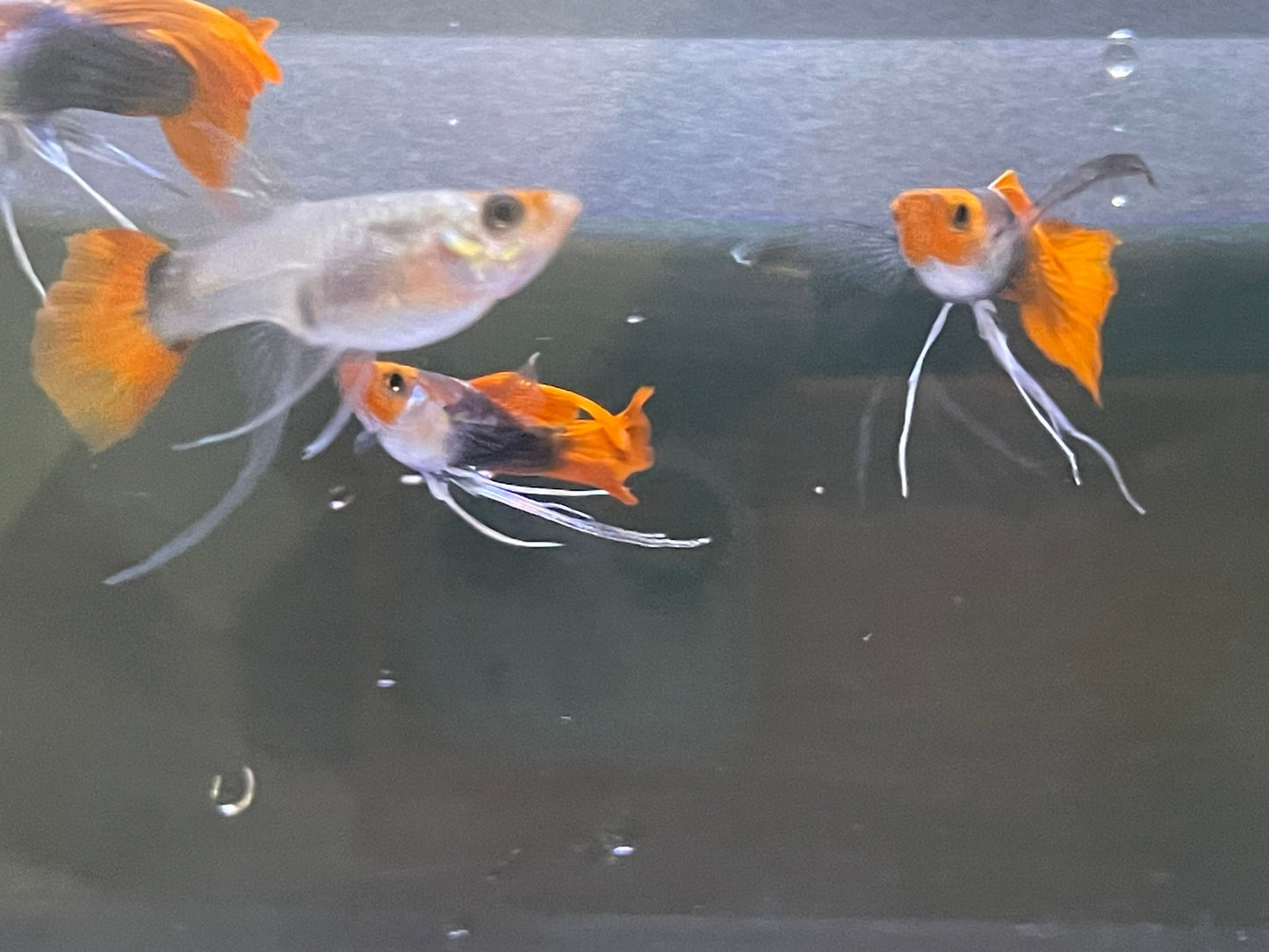 Black Koi Ribbon Butterfly Ears Guppy