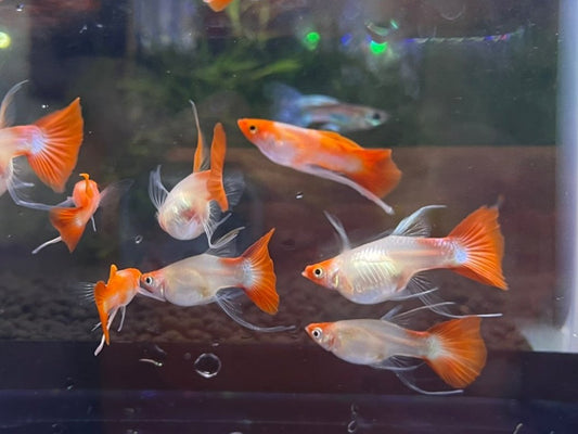 Wild Koi Short Long Ribbon Guppy