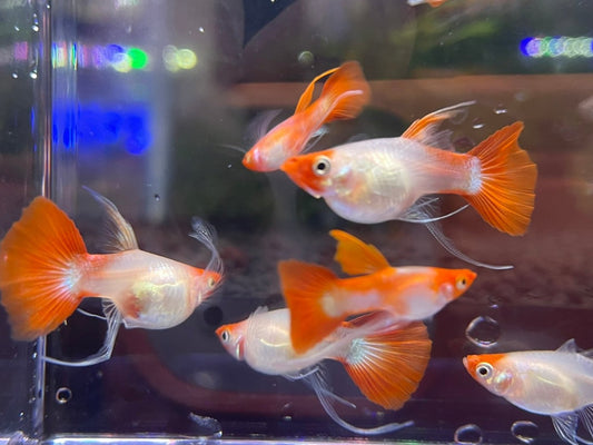 Wild Koi Short Long Ribbon Guppy