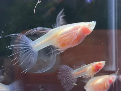 Full Glass Belly See Through Ribbon Guppy