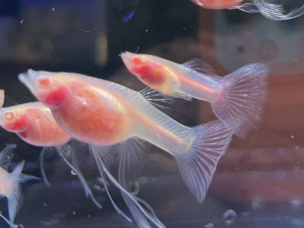 Full Glass Belly See Through Ribbon Guppy