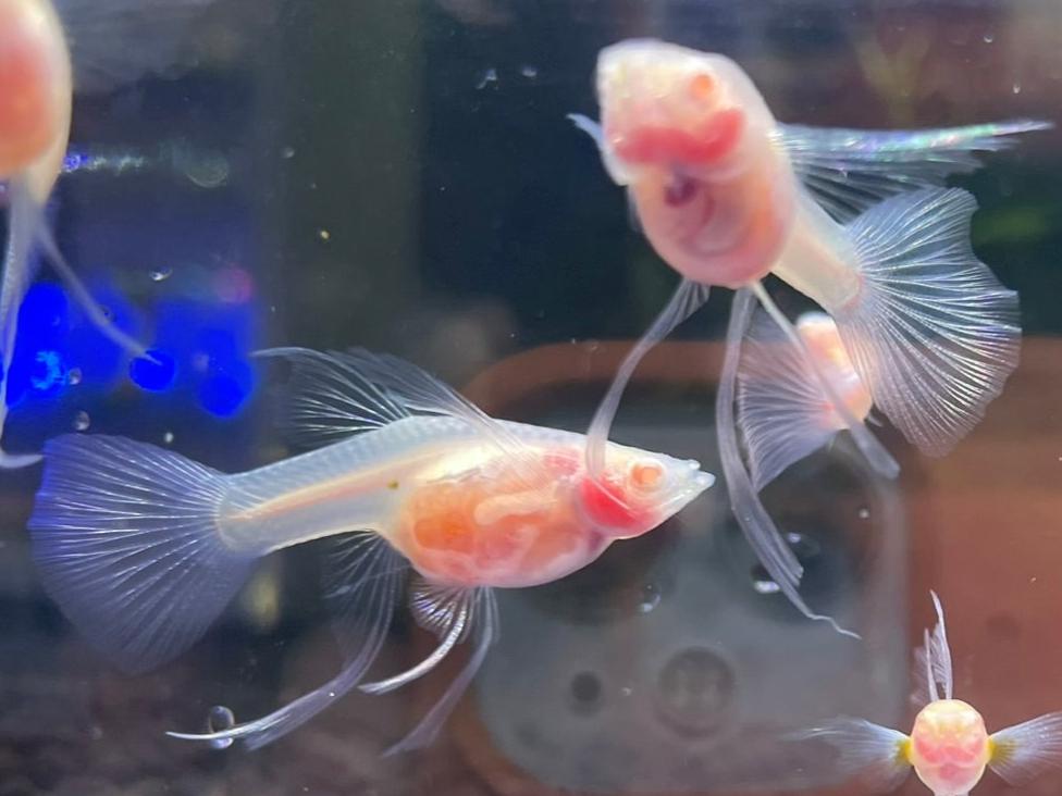 Full Glass Belly See Through Ribbon Guppy