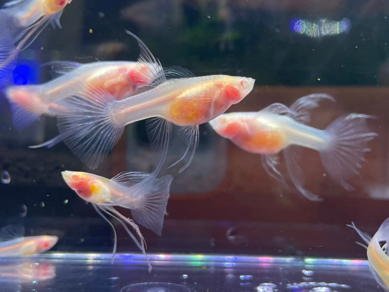 Full Glass Belly See Through Ribbon Guppy