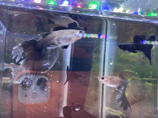 Full Black Swallow Guppy