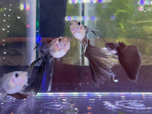 Full Black Swallow Guppy