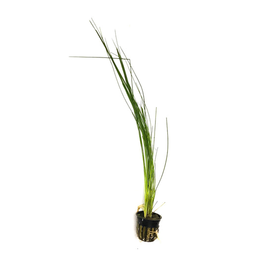 Giant Hairgrass (Thick Leaf) - Scholarly Exotics LLC