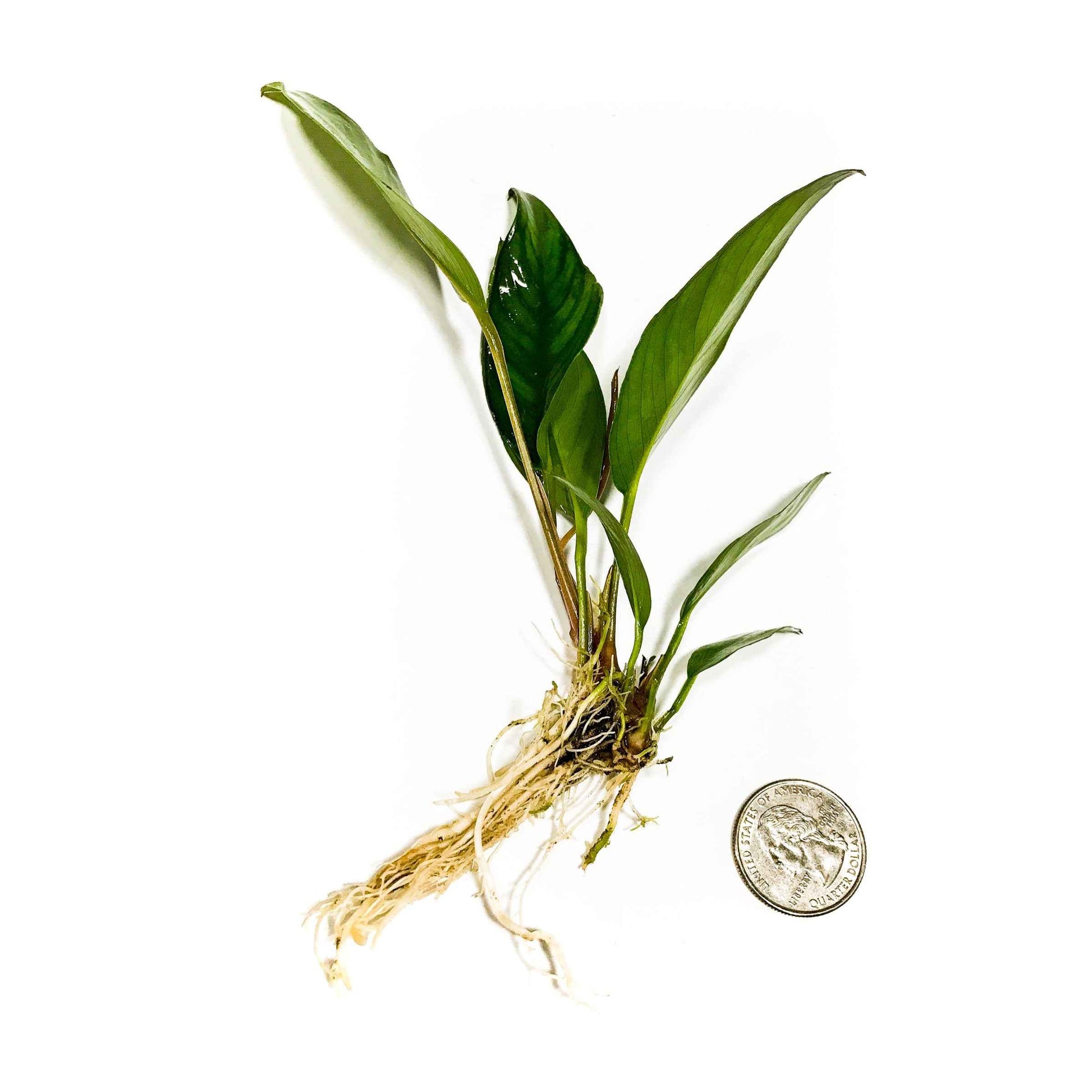 Anubias frazeri