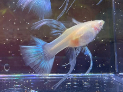 Blue Topaz Ribbon Thick Fin Guppy