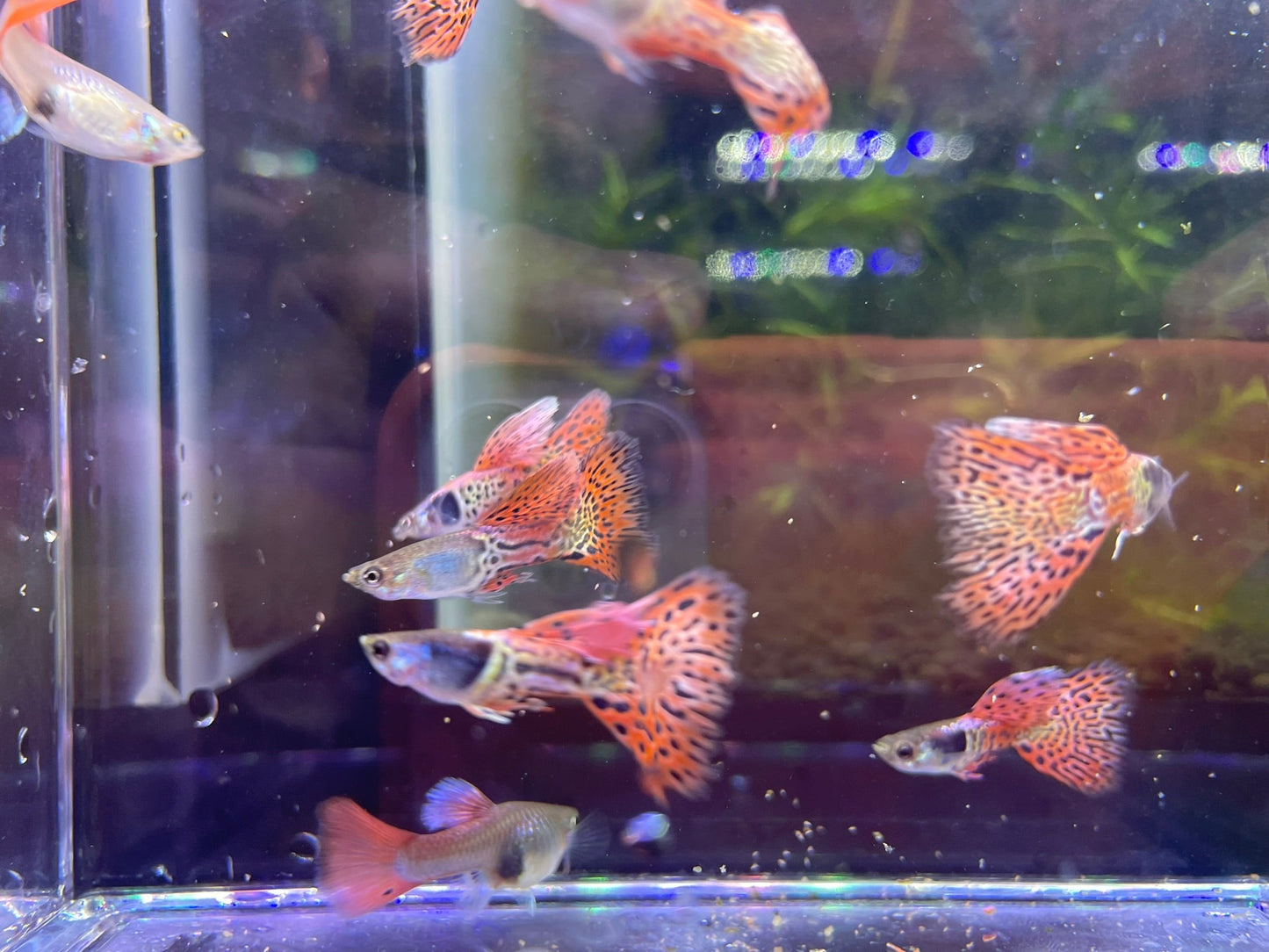Metal Rose Red Guppy