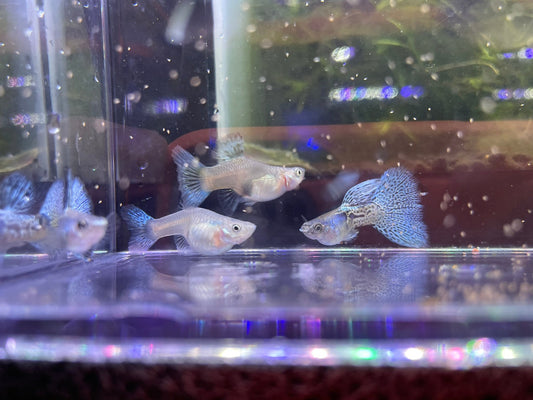 Metal Blue Grass Guppy
