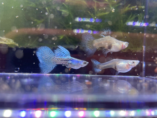 Metal Blue Grass Guppy