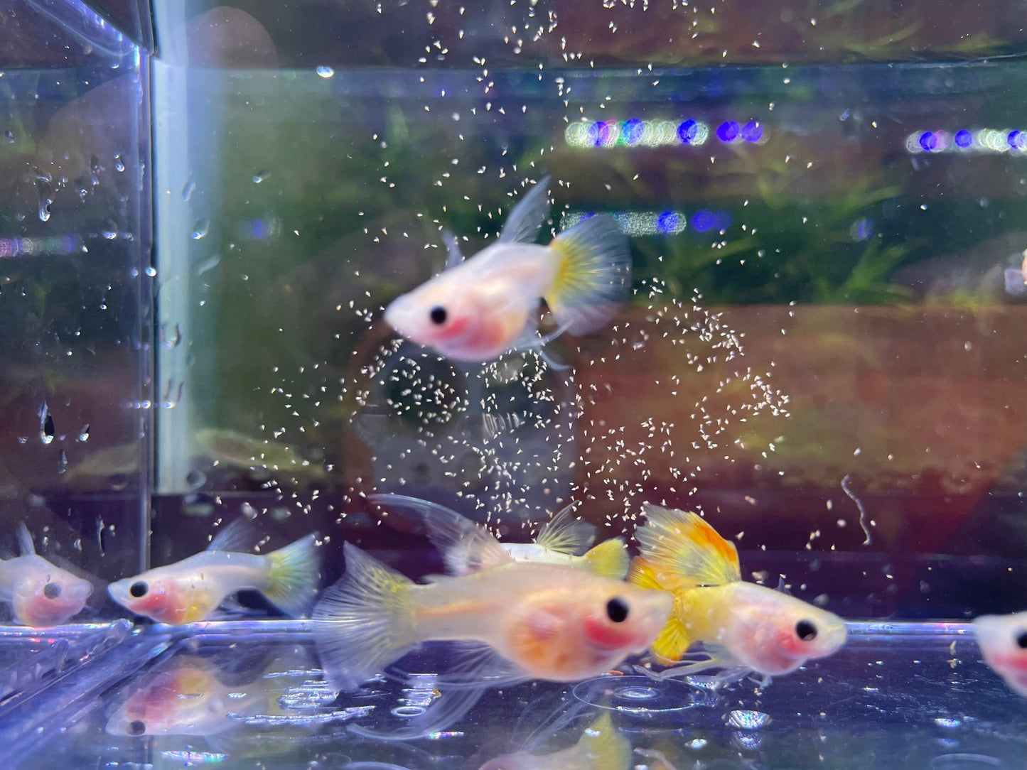 Gold Short Glass Belly Ribbon Guppy