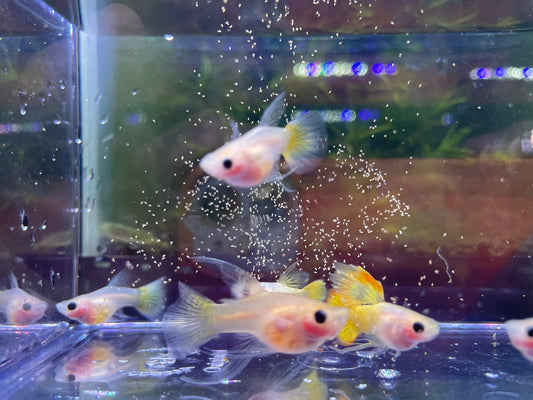 Gold Short Glass Belly Ribbon Guppy