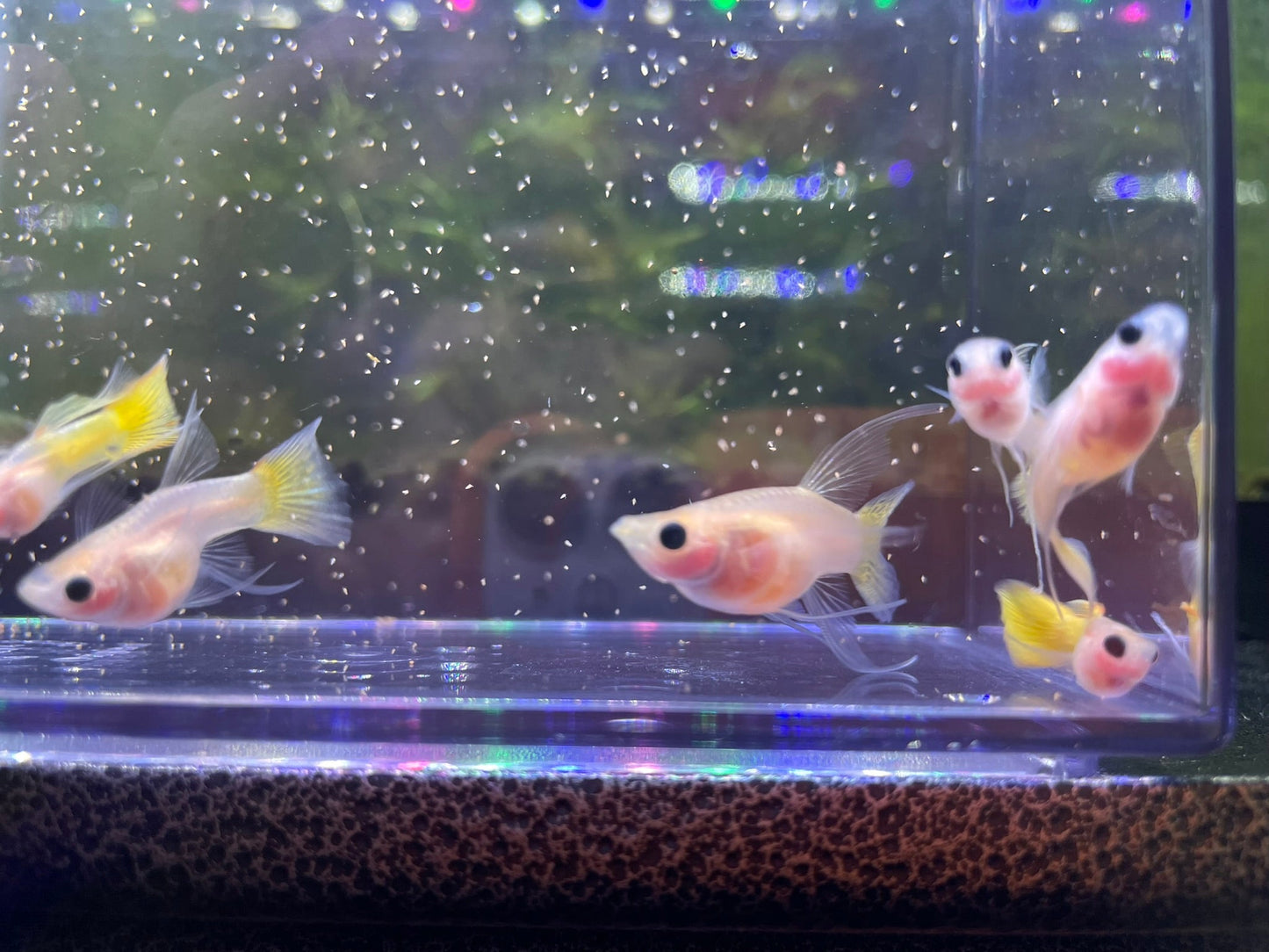 Gold Short Glass Belly Ribbon Guppy
