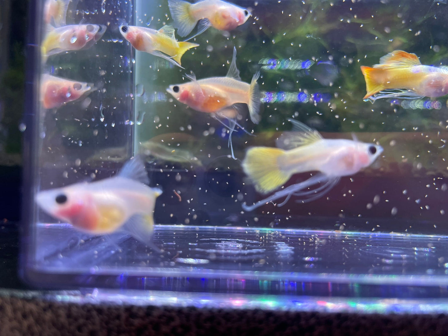 Gold Short Glass Belly Ribbon Guppy