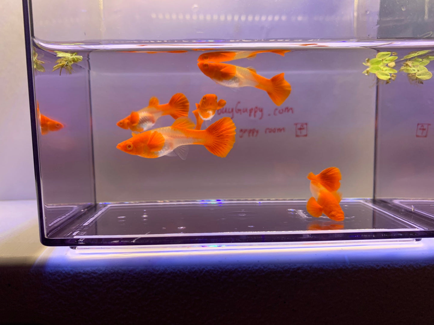 Koi Red Ear Guppy