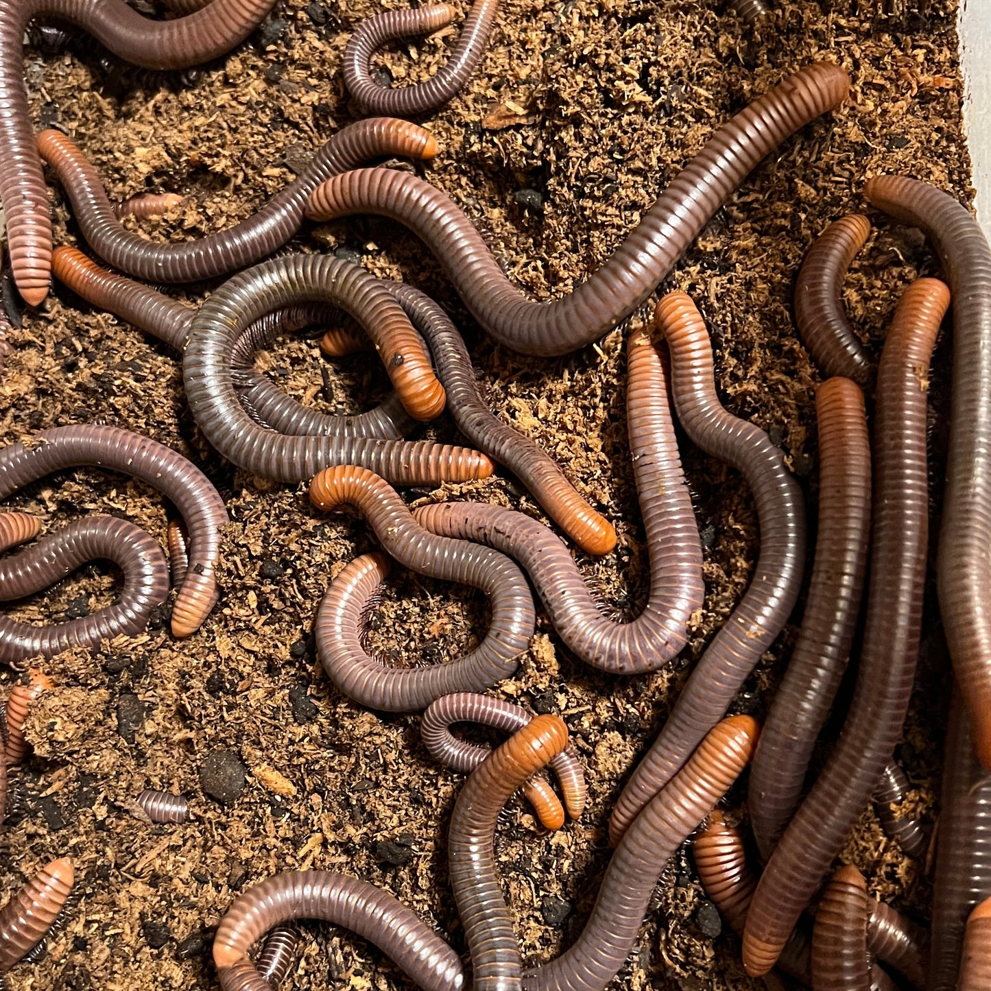 Firehead Millipede (Analocostreptus servatius)