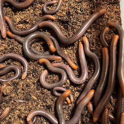 Firehead Millipede (Analocostreptus servatius)