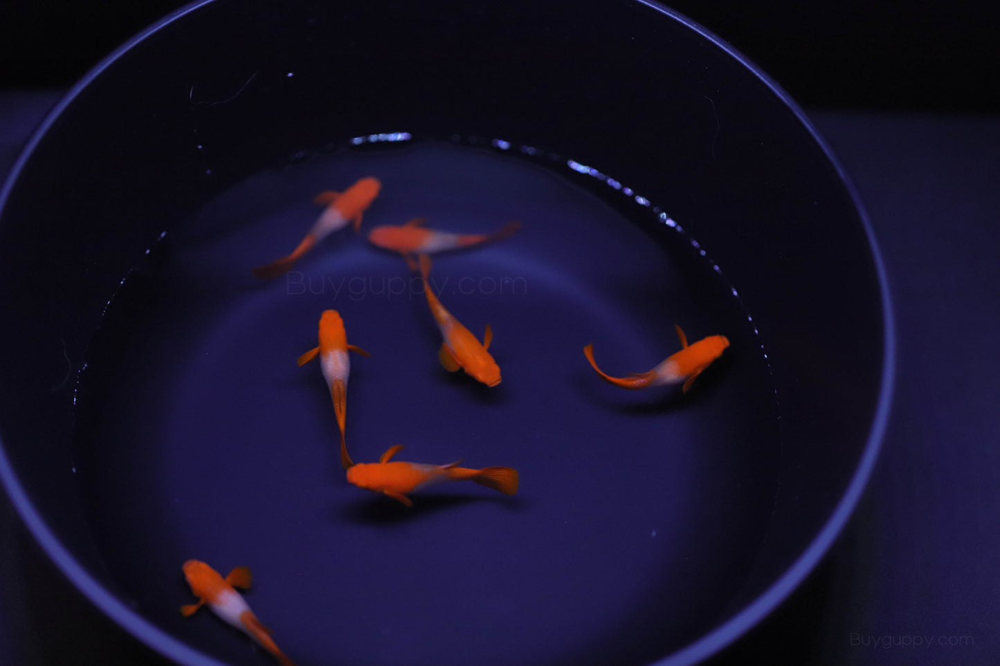 Koi Red Ear Guppy