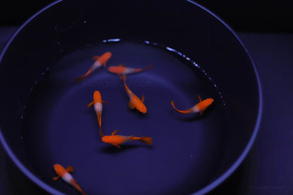 Koi Red Ear Guppy