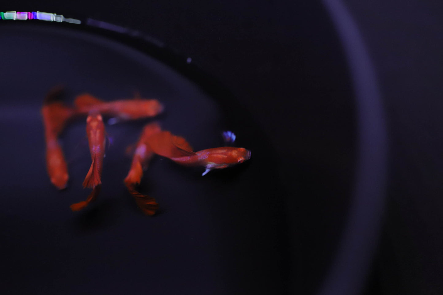 Albino Red Rose Guppy