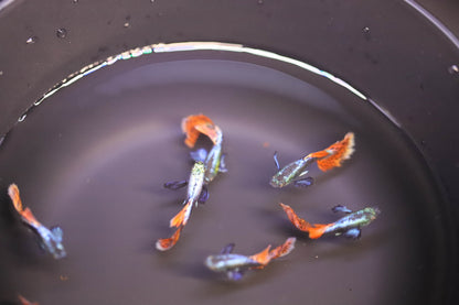 Dumbo Red Mosaic Guppy