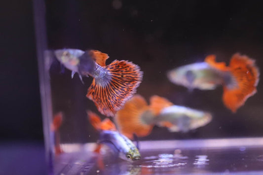 Dumbo Red Mosaic Guppy