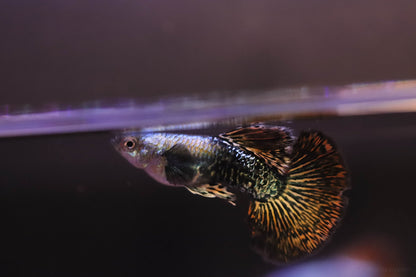 Red Dragon Guppy