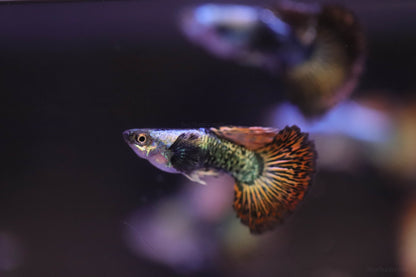 Red Dragon Guppy