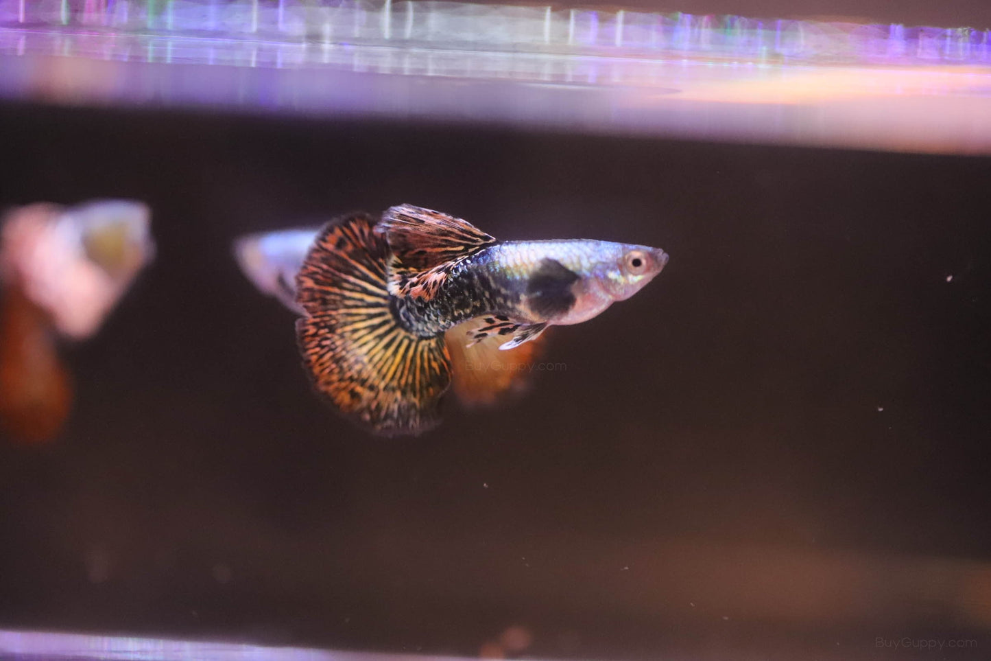 Red Dragon Guppy