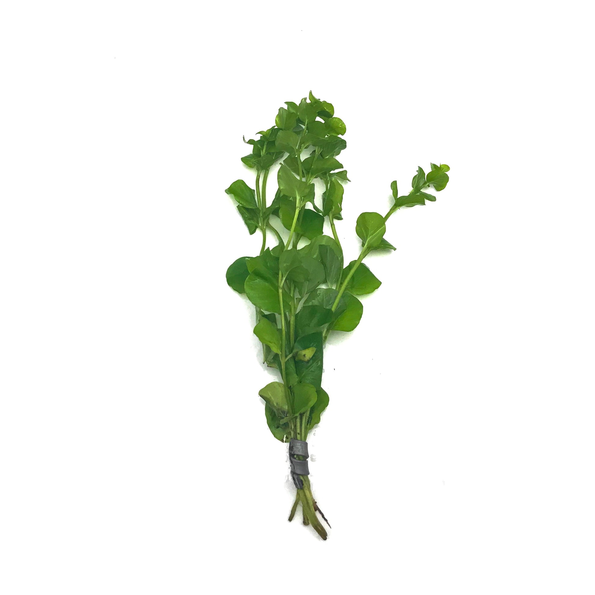 Creeping Jenny - Scholarly Exotics LLC