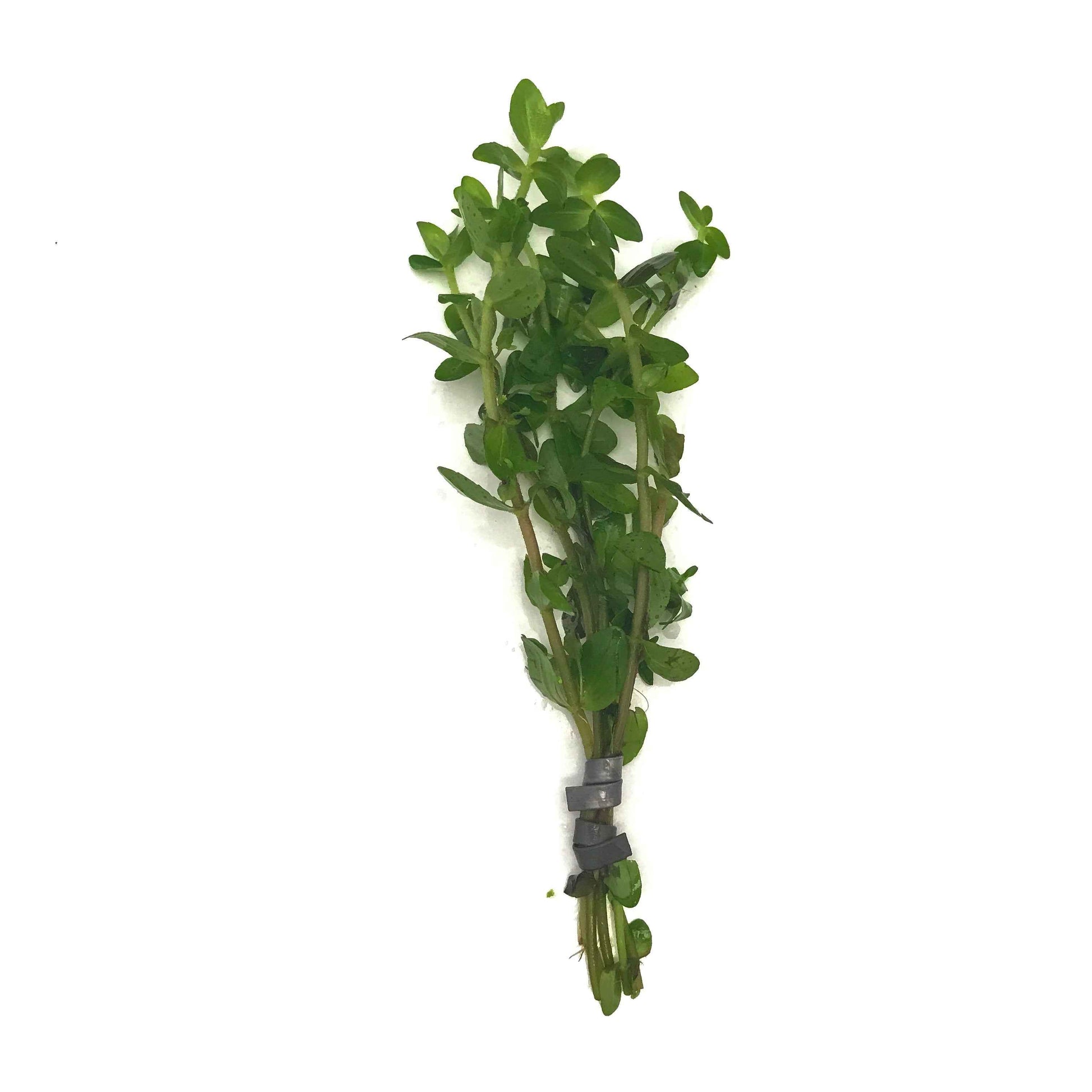 Bacopa caroliniana