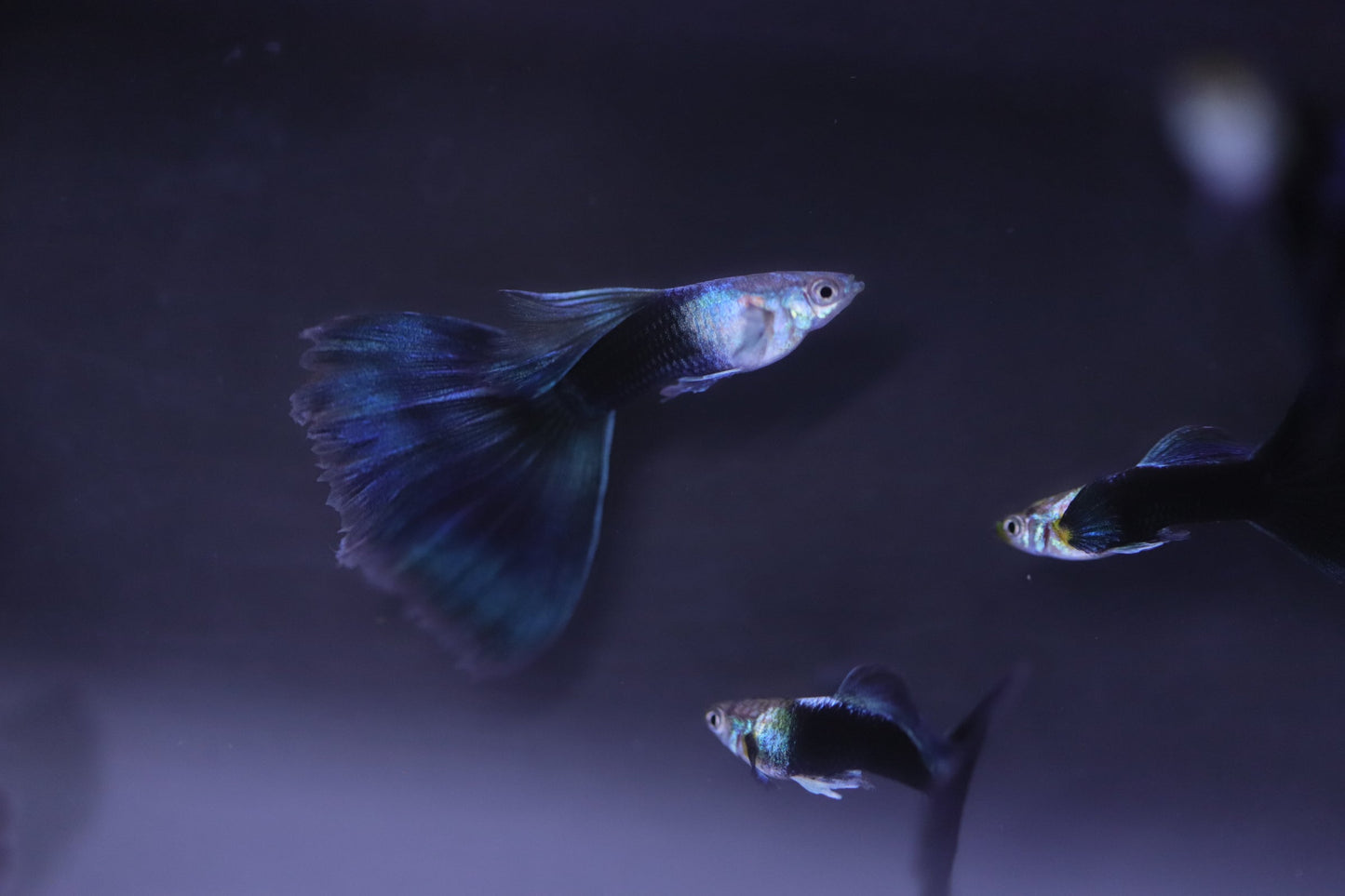Half Back Blue Tail Guppy