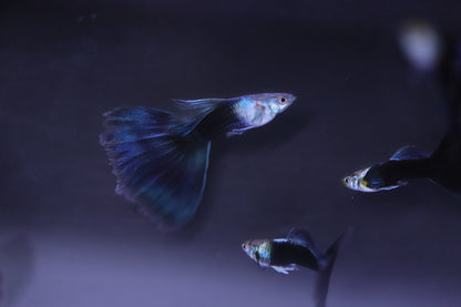 Half Back Blue Tail Guppy