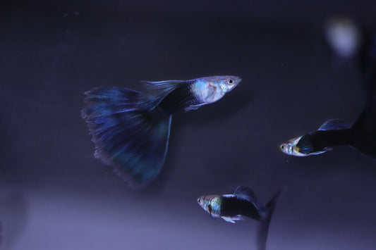 Half Back Blue Tail Guppy
