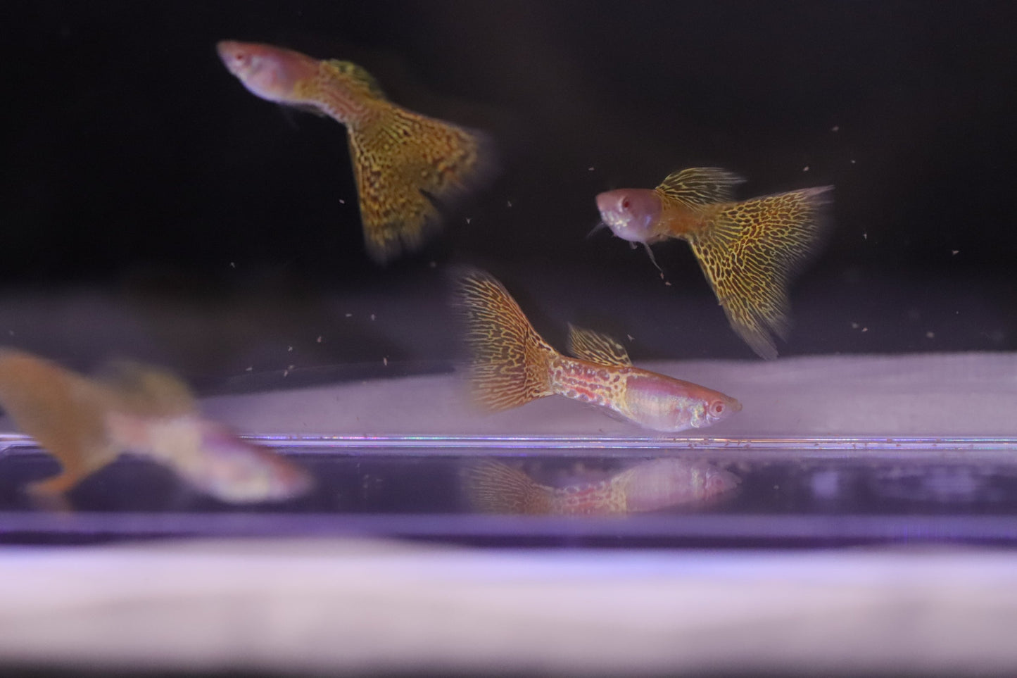 Albino Yellow Lace Guppy