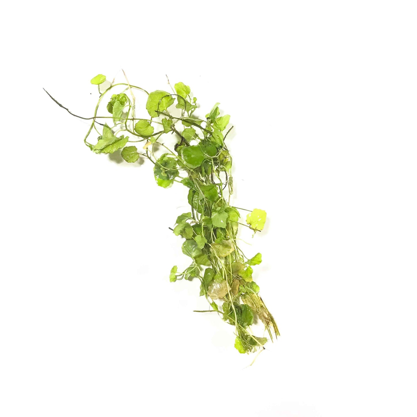 Cardamine lyrata