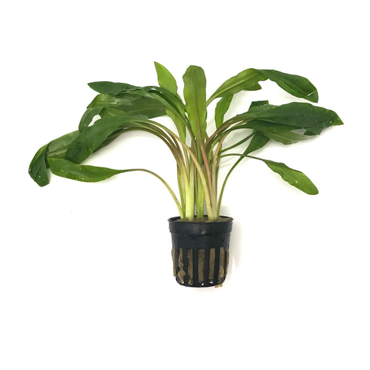 Cryptocoryne costata