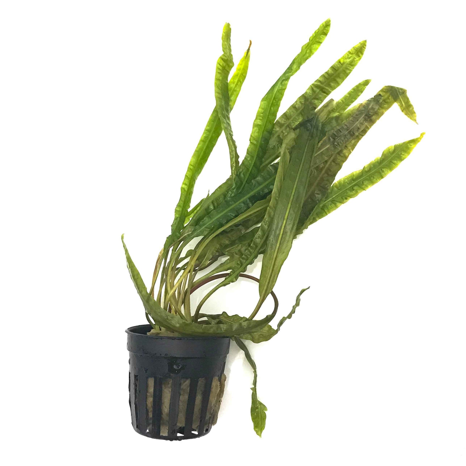 Cryptocoryne balansae