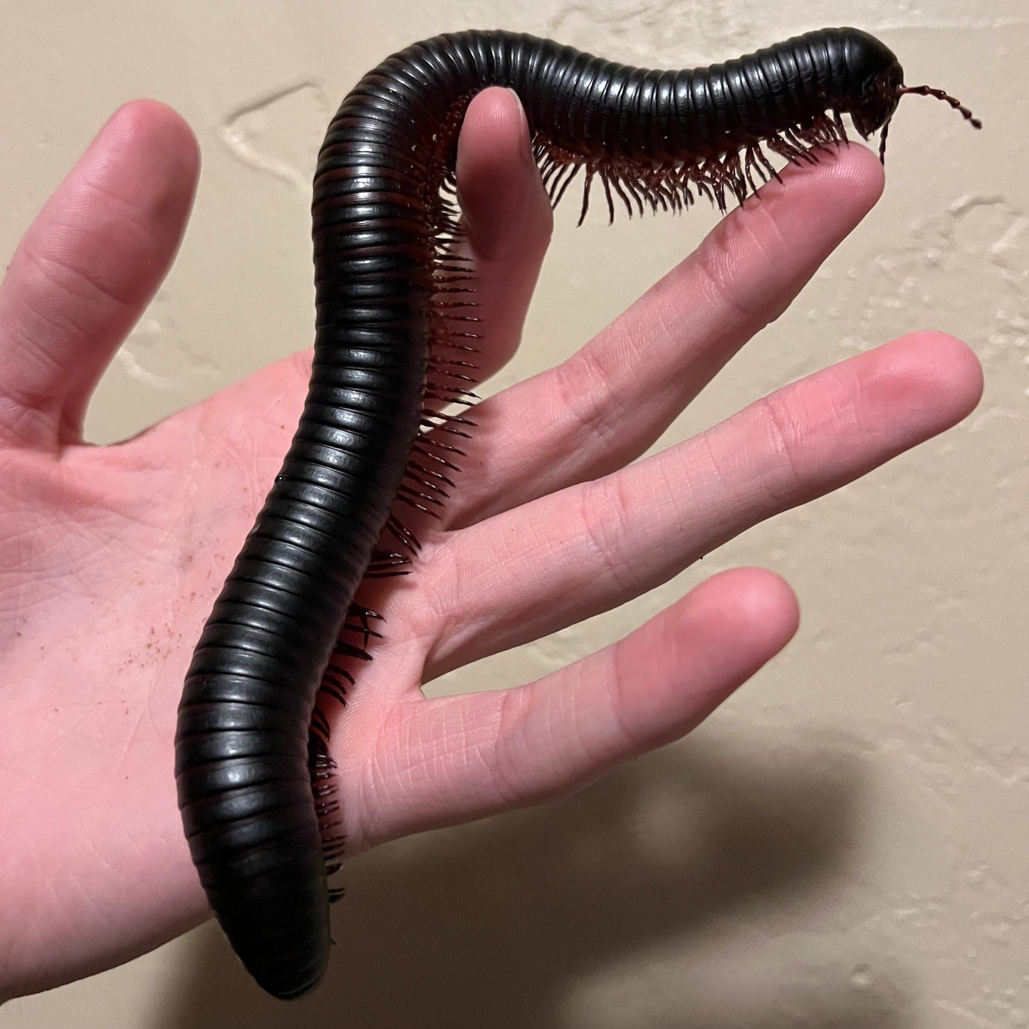 Giant African Millipede (Archispirostreptus gigas)