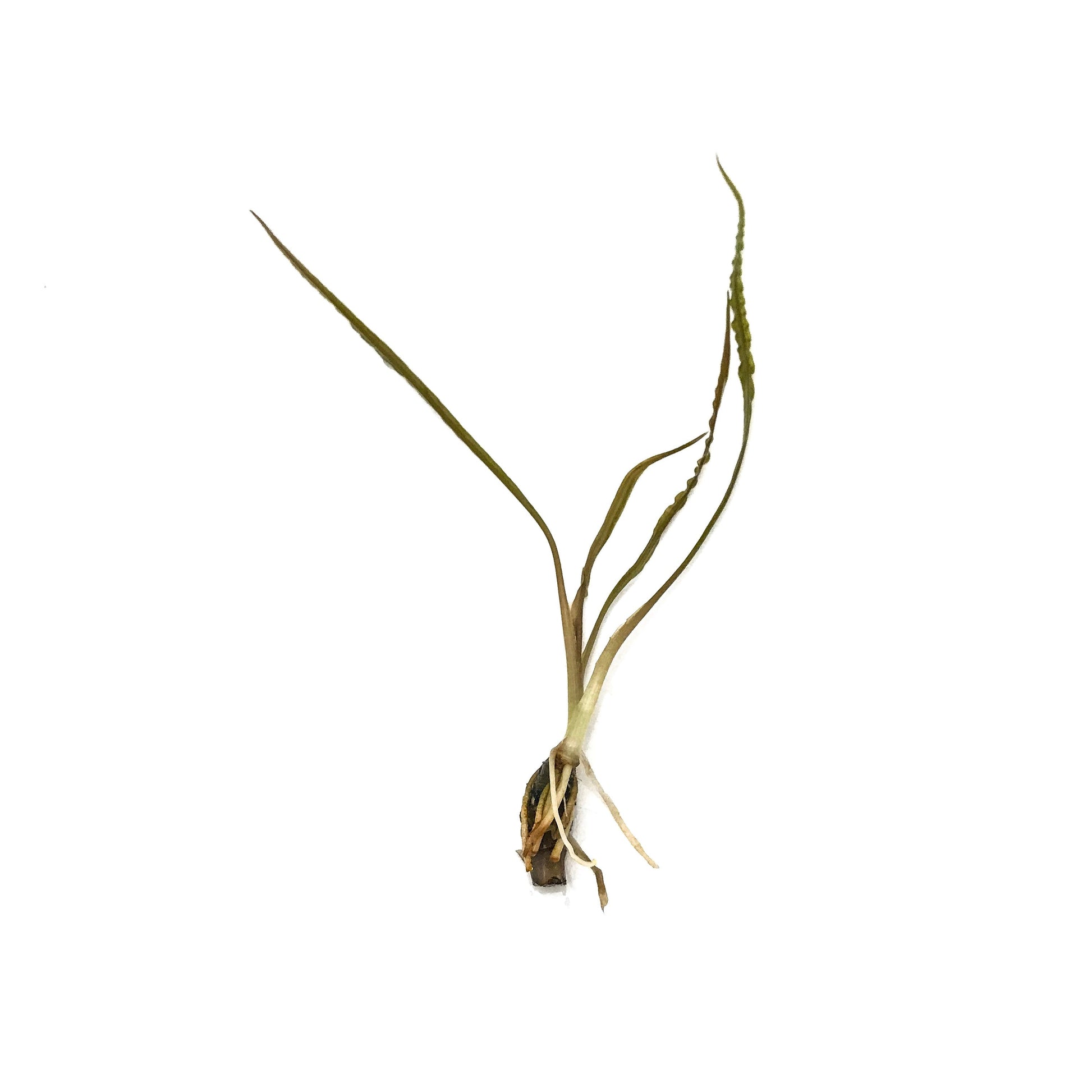 Cryptocoryne Retrospiralis - Scholarly Exotics LLC