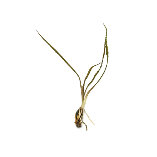 Cryptocoryne Retrospiralis - Scholarly Exotics LLC