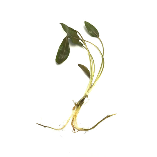 Cryptocoryne Beckettii - Scholarly Exotics LLC