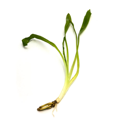 Cryptocoryne Costata - Scholarly Exotics LLC