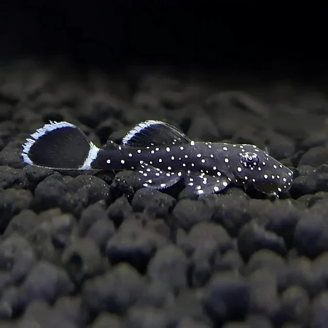 L183 Starlight Bushynose Pleco