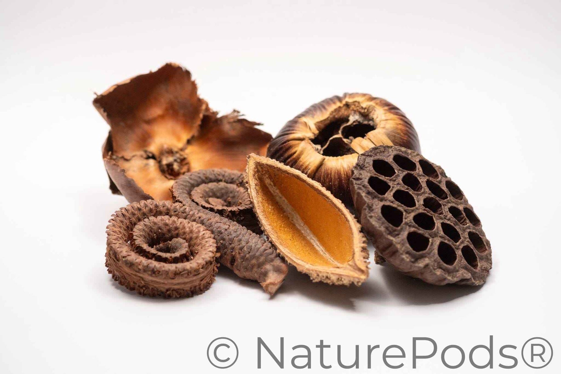 Large Seed Pod Pack