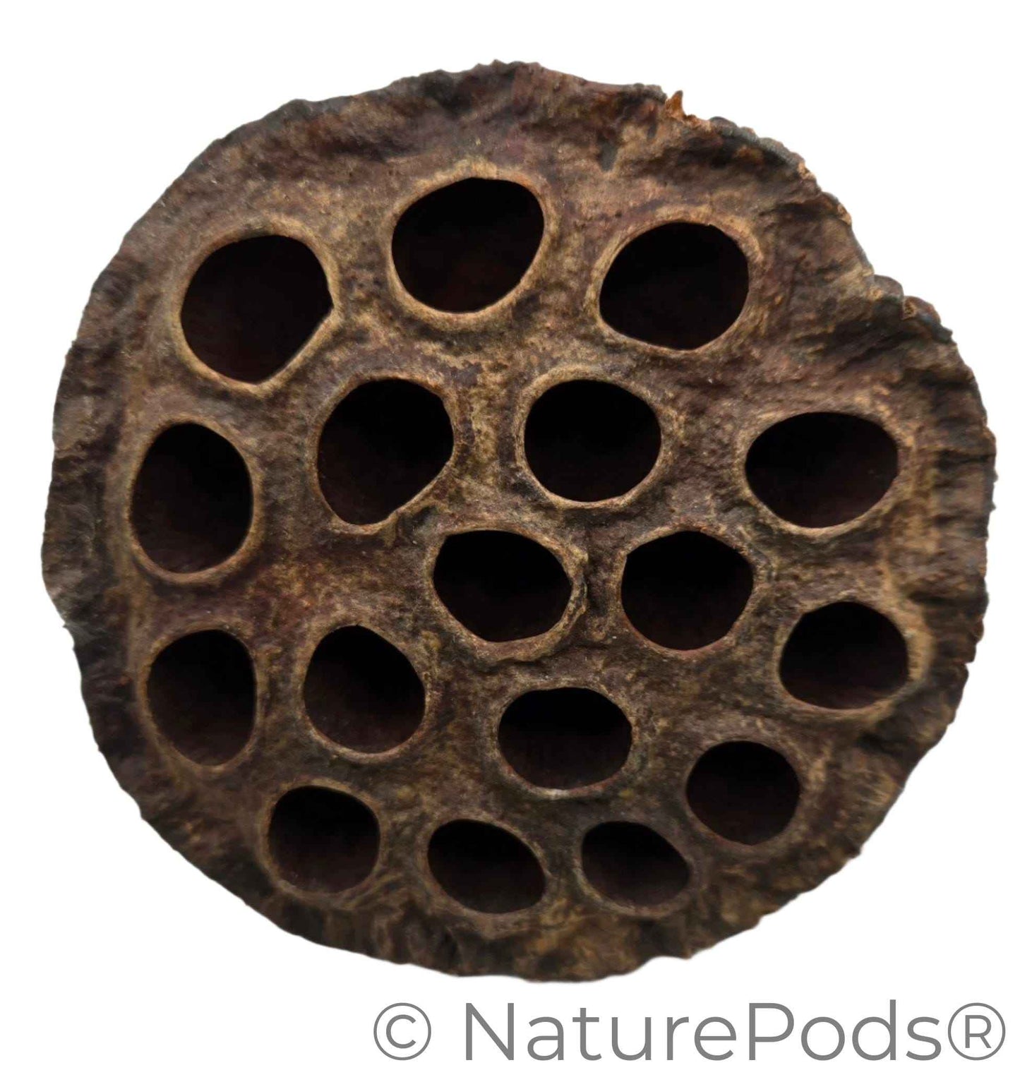 Lotus Seed Pod Heads