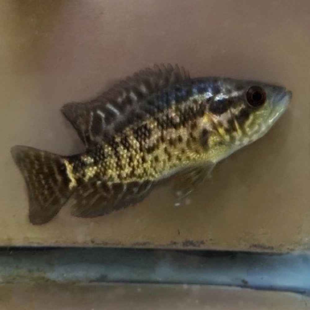 Managuensis Cichlid