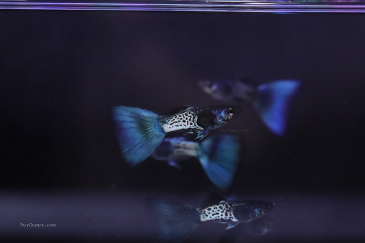 Metal Blue Guppy